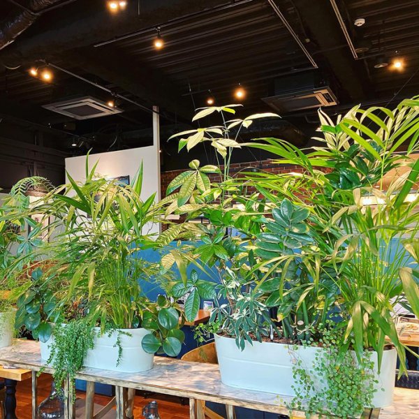 時尚的觀葉植物