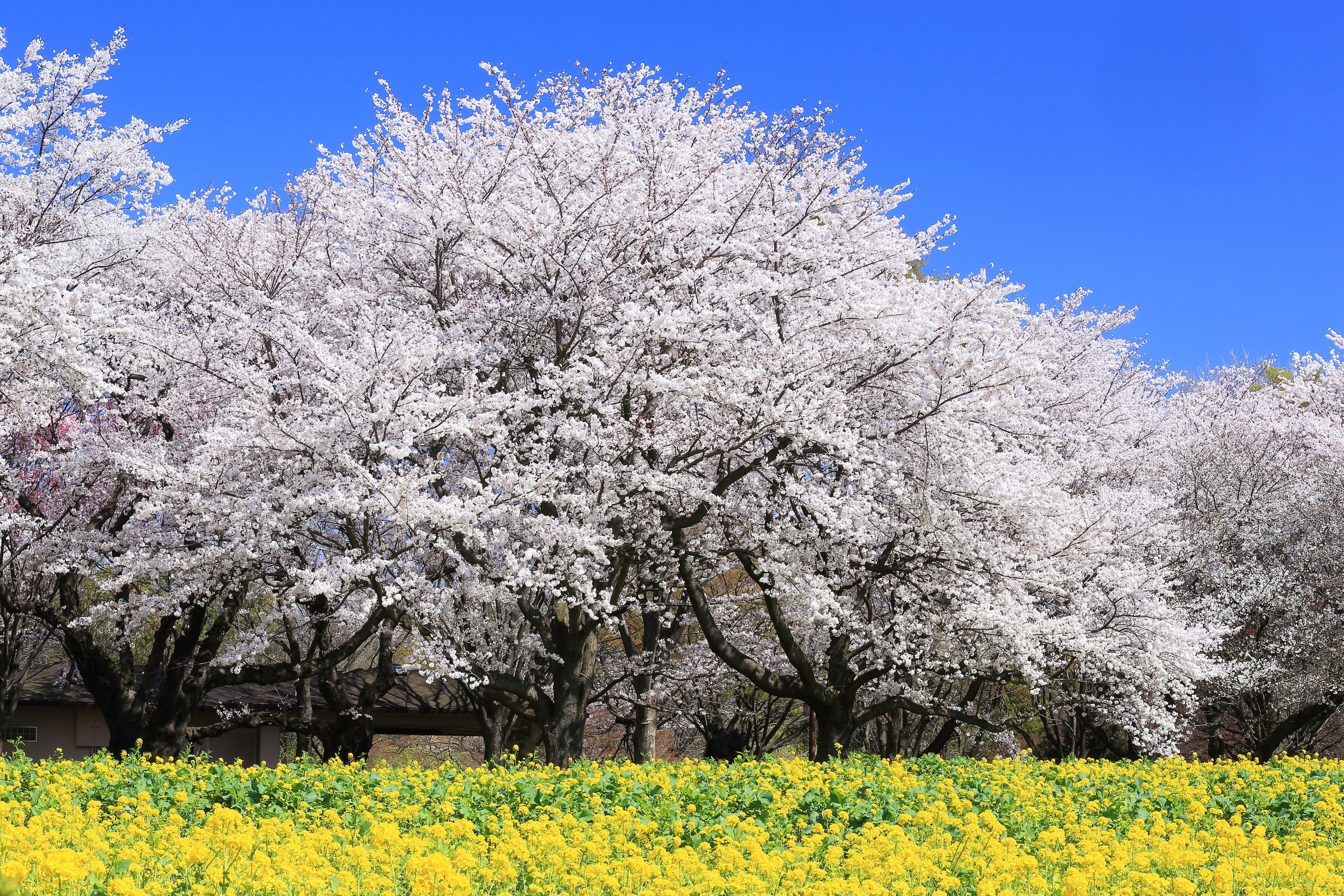 国営昭和記念公園
