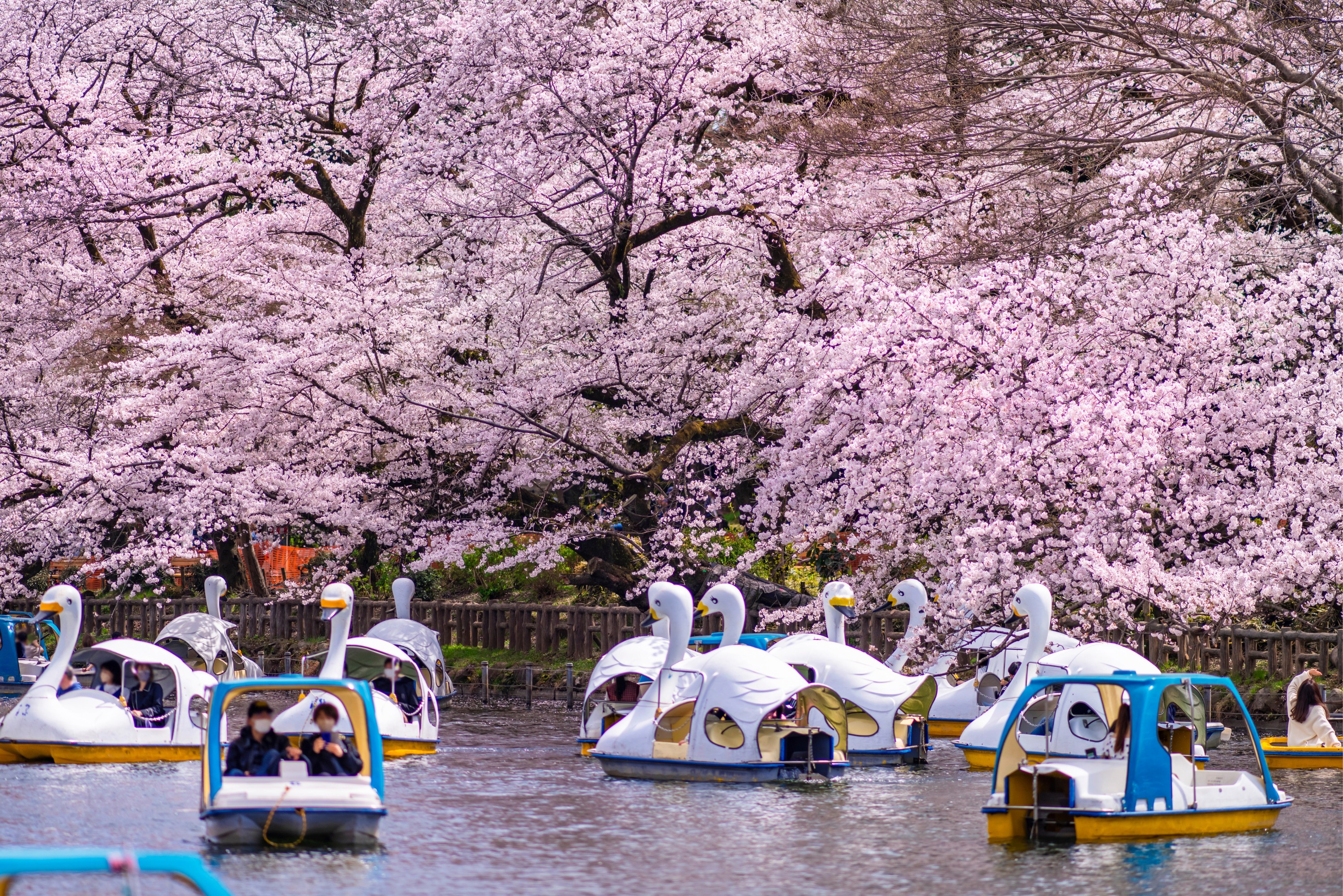 井の頭恩賜公園