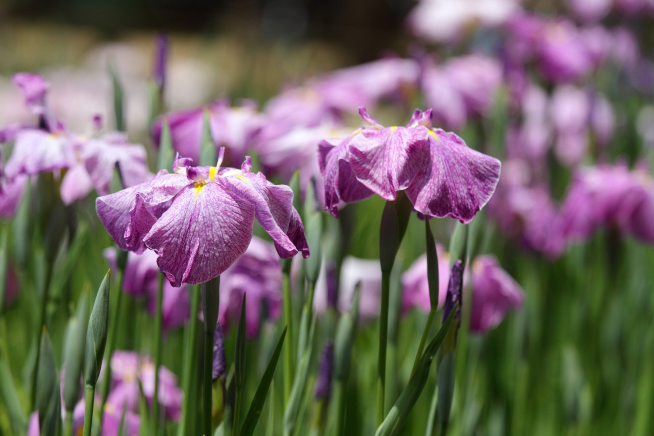 しょうぶ沼公園の花菖蒲