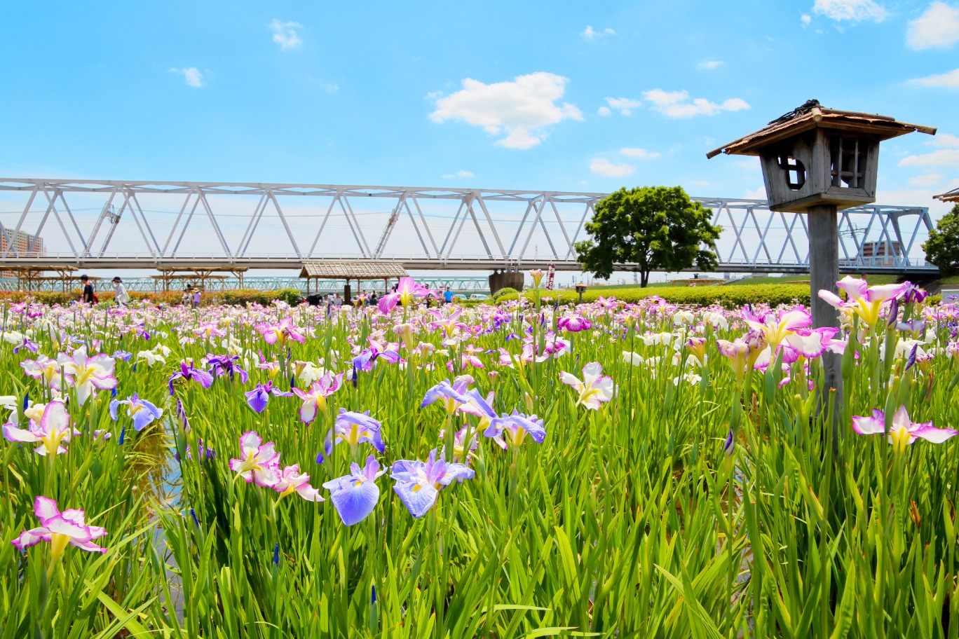 小岩菖蒲園の花菖蒲